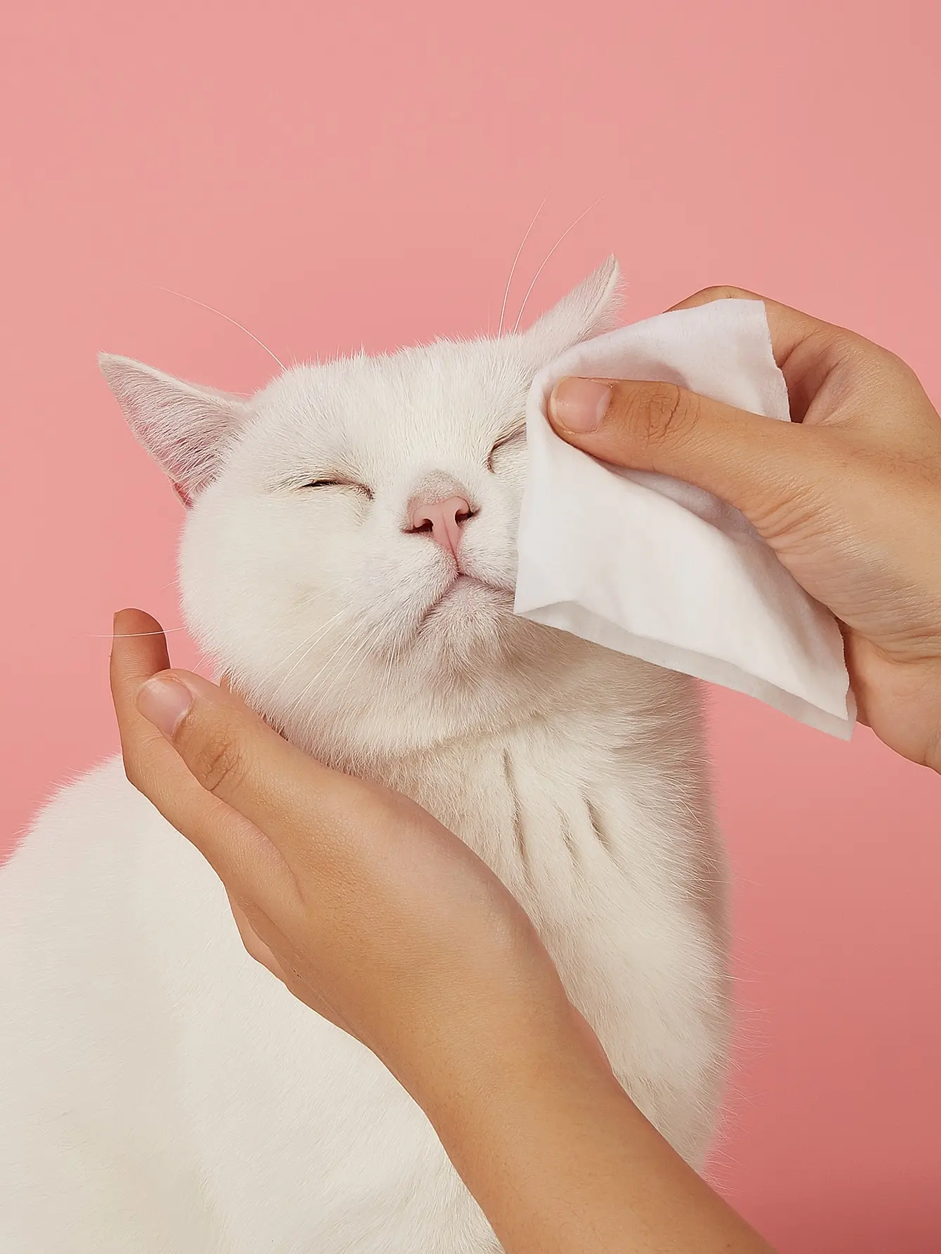Toallitas húmedas para perros y gatos – Trasera y lágrimas sin enjuague