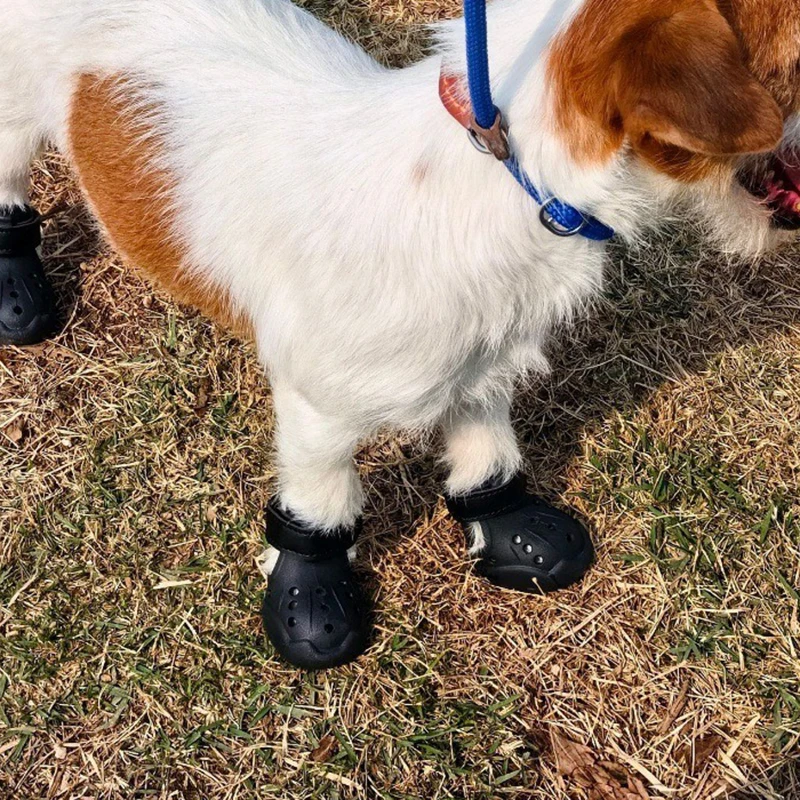 Zapatos de verano transpirables para perros – Protegen sus patas - imagen 2