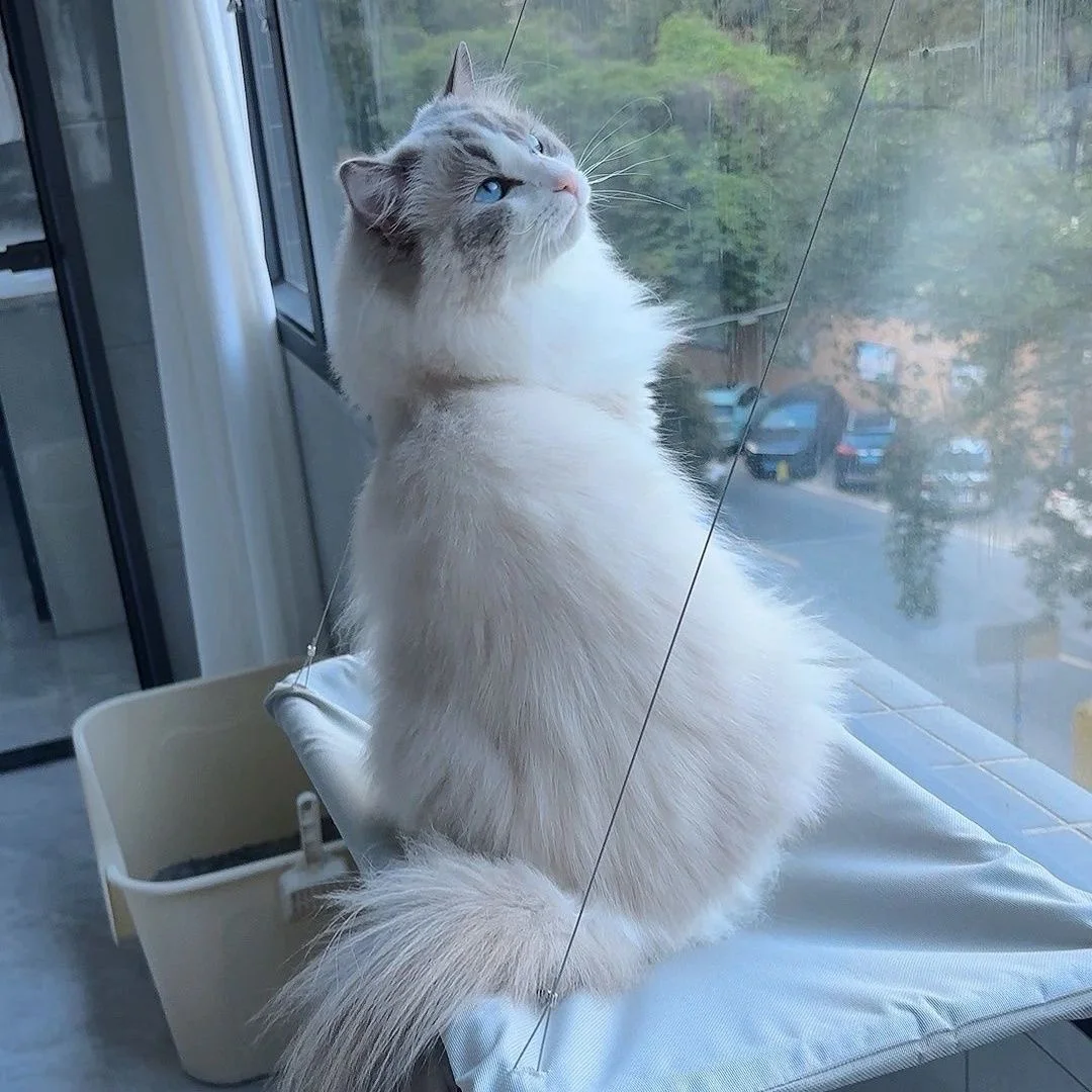 Hamaca para gatos colgante en ventana – Siesta felina y soporte - imagen 5