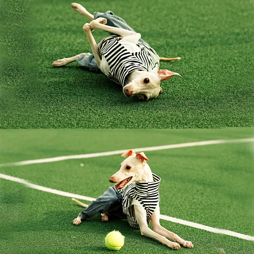 Camisa de algodón a rayas para Whippet y Galgo Italiano – Chaleco - imagen 2