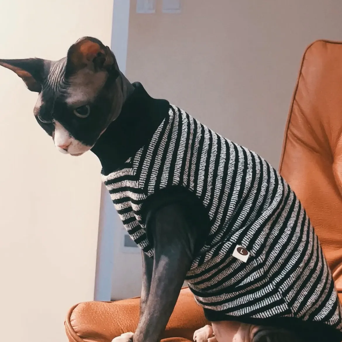 Suéter de rayas para gato Sphynx y Devon Rex – Jersey de interior - imagen 3