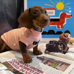 Ropa para perros salchicha de 2 patas, color rosa dulce, chaleco elástico para primavera y verano, disfraces para perros pequeños, gofres transpirables para salchichas