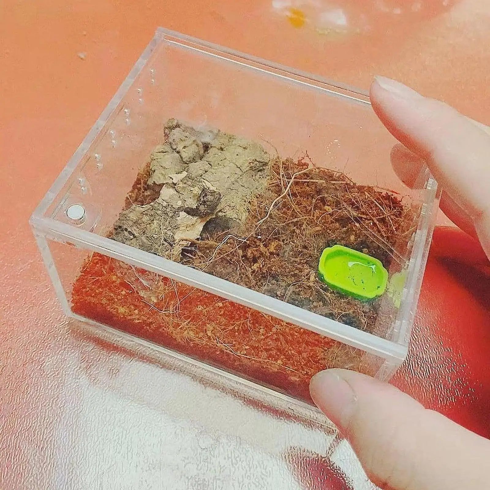 Reptile Terrarium Reptile Breeding Box Clear Portable Lightweight Breathable Turtle Tank Container for Crayfish Snake