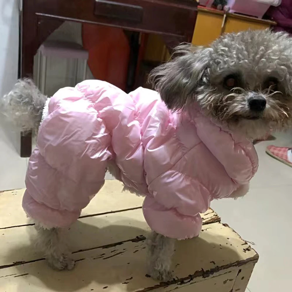 Chihuahua Yorkies - uso