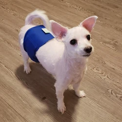 Pañal reutilizable para perros pequeños Chihuahua y Pug – absorbente