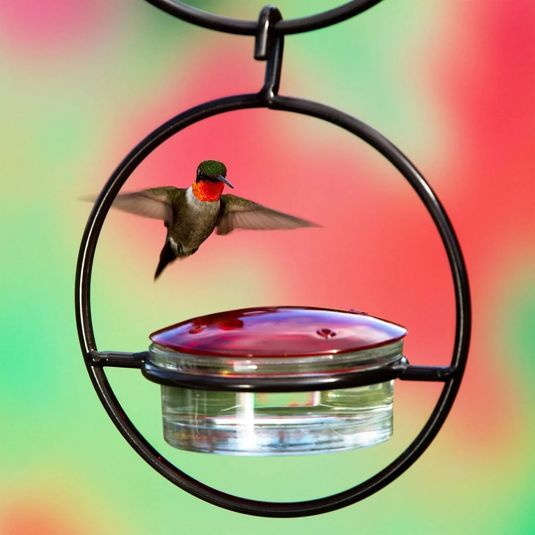 Bandeja alimentadora de colibríes con cuenco de plástico rojo, comedero para colibrí al aire libre, atrae pájaros para jardín exterior, patio trasero, terraza - imagen 2