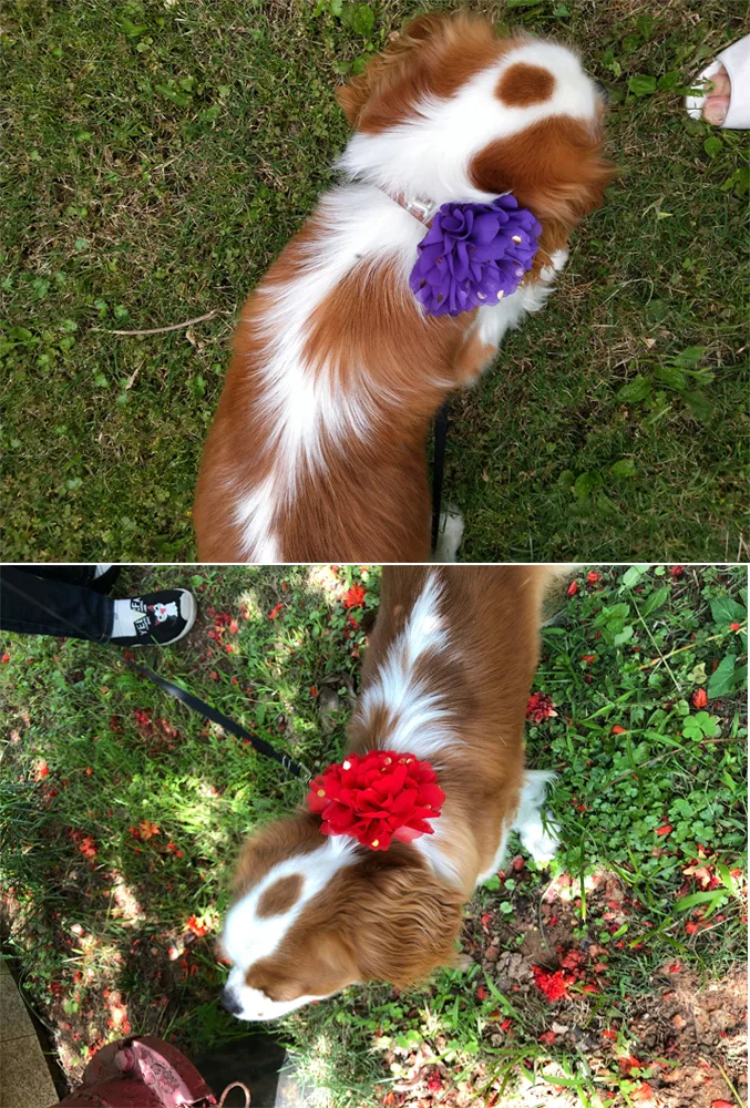 Collar de flores grandes para perros, pajaritas extraíbles para perros, accesorios para el cuidado de mascotas, 20/50 Uds. - imagen 5