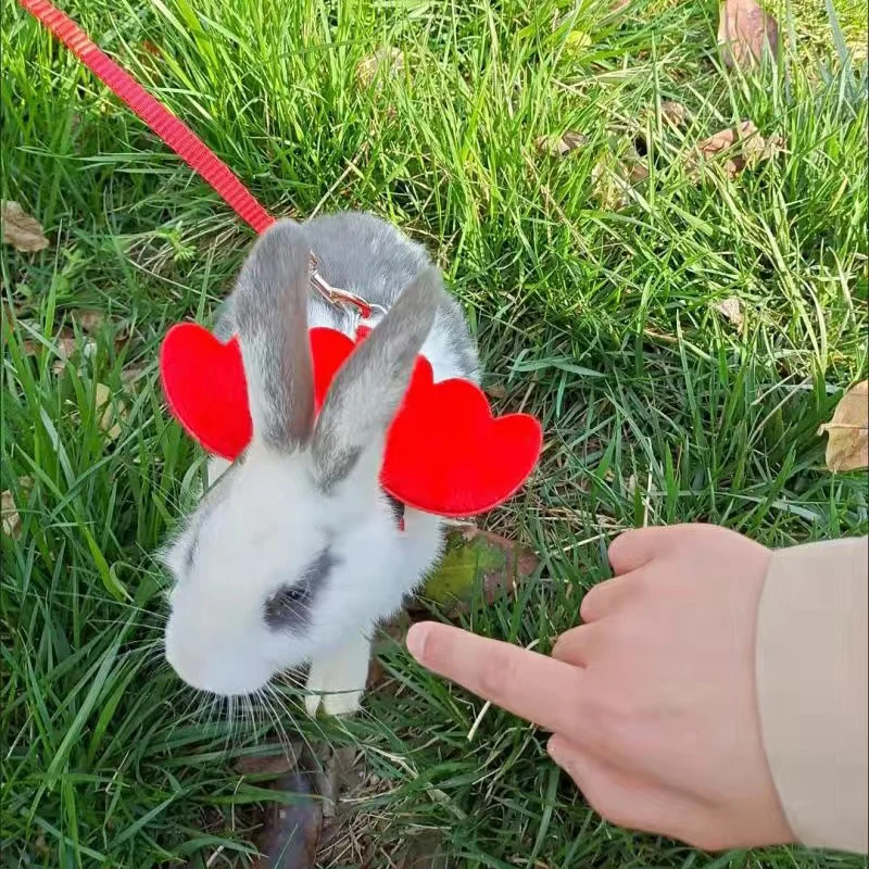 Mascota usando el arnés durante paseo