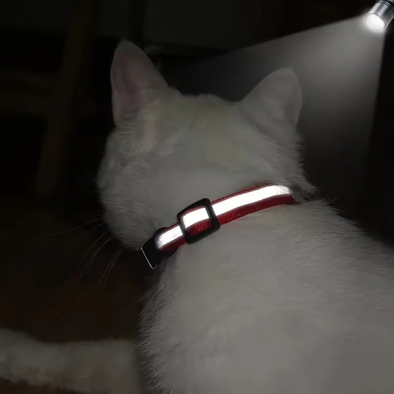 Collar personalizado listo para uso