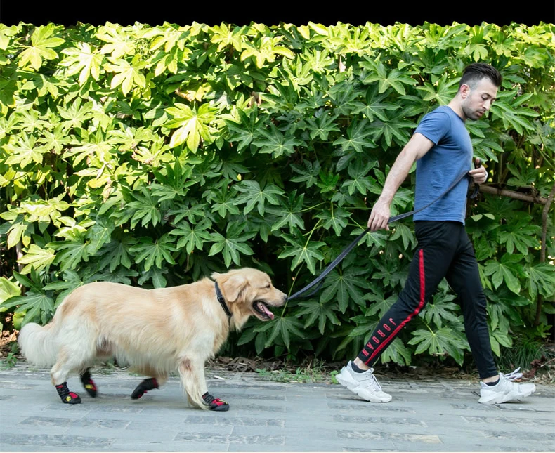 Perro usando los zapatos en bosque lluvioso