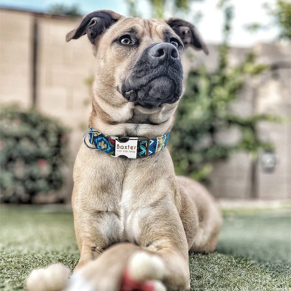 Collar con nombre grabado para chihuahua