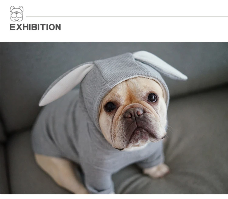 Perro gris con orejas de conejo