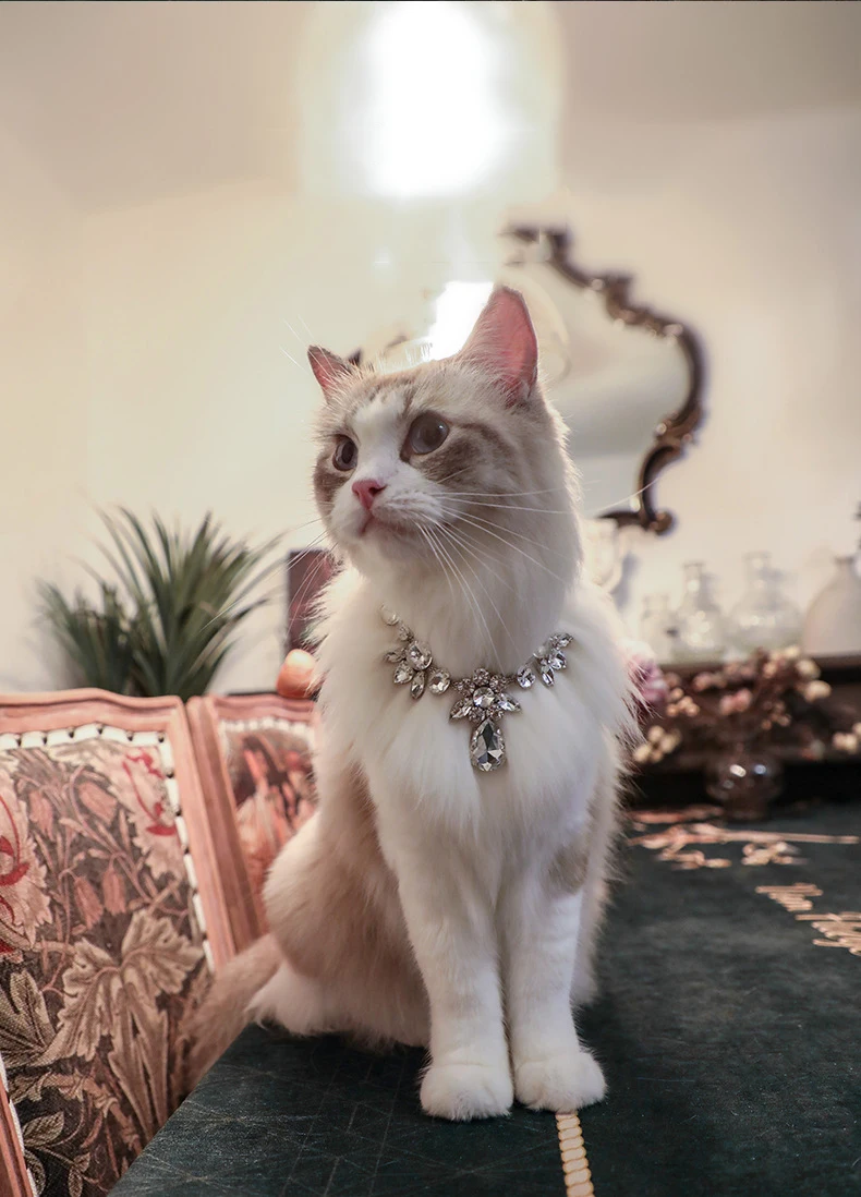 Collar puesto