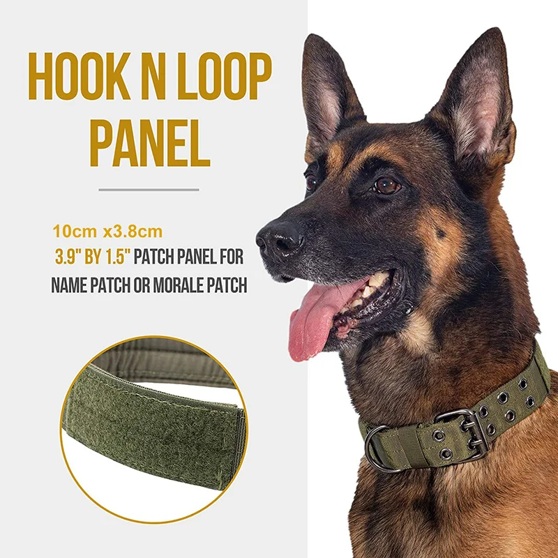 Collar en uso con perro activo