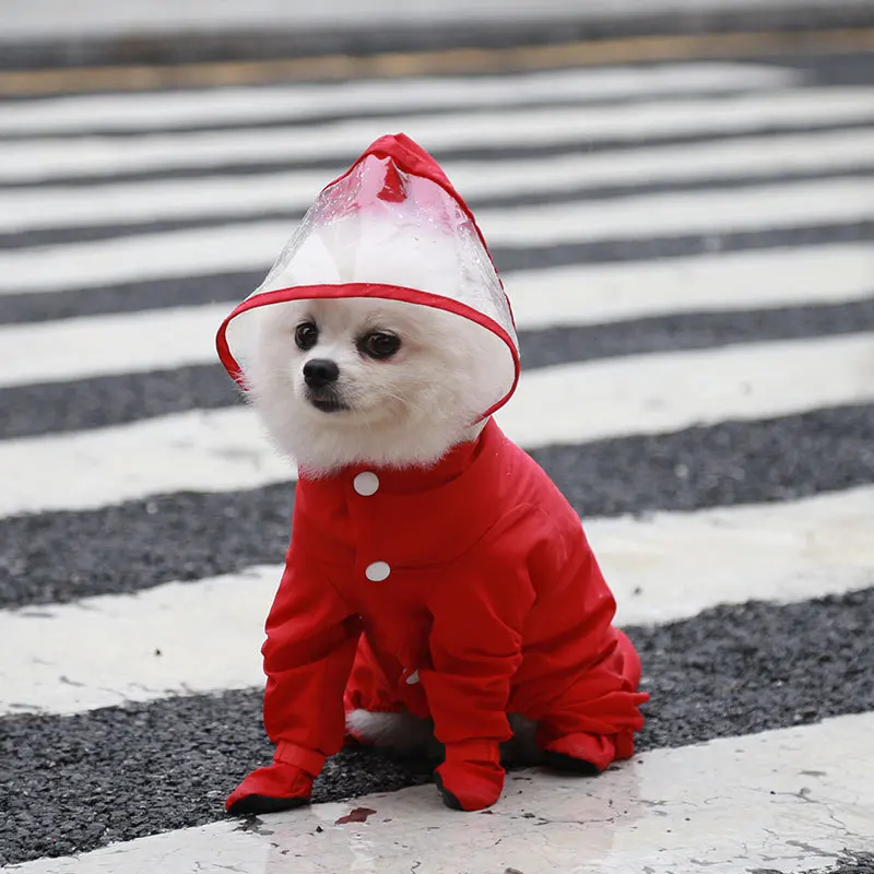 Perro protegido con chubasquero