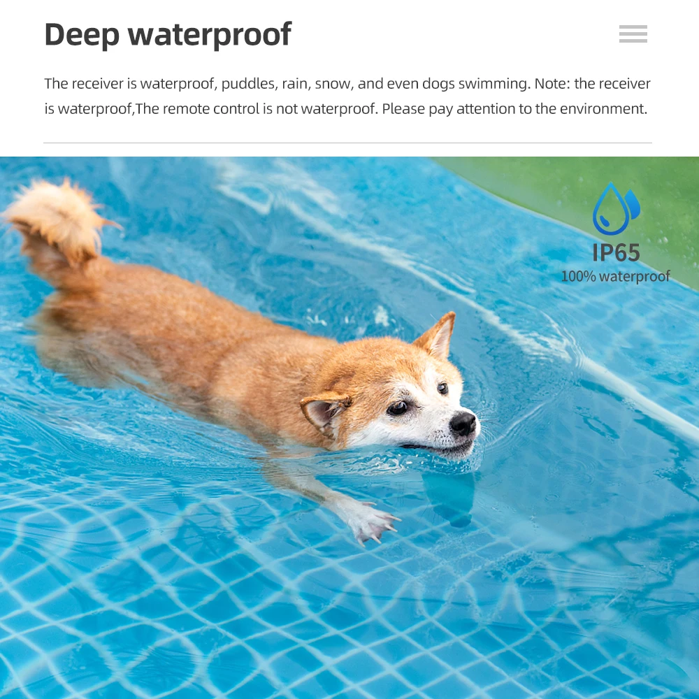 Perro jugando en mojado con collar puesto