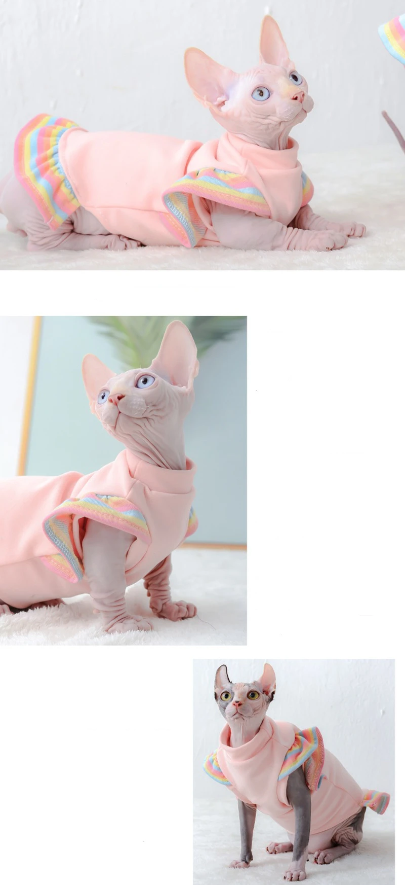 Gato con chaqueta hoopreety