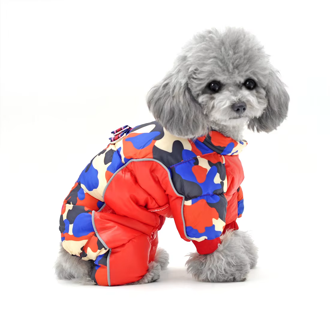 Dog running happily wearing the overall in winter