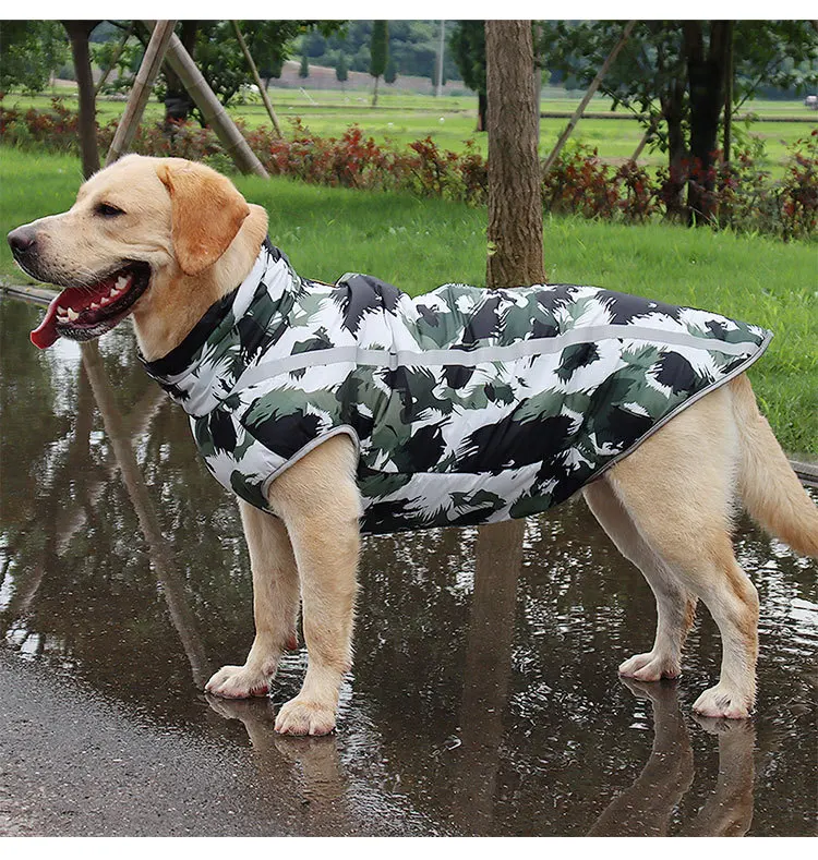 Perro con el chaleco puesto