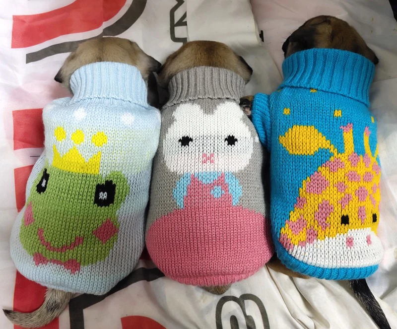 Jersey blanco para gato