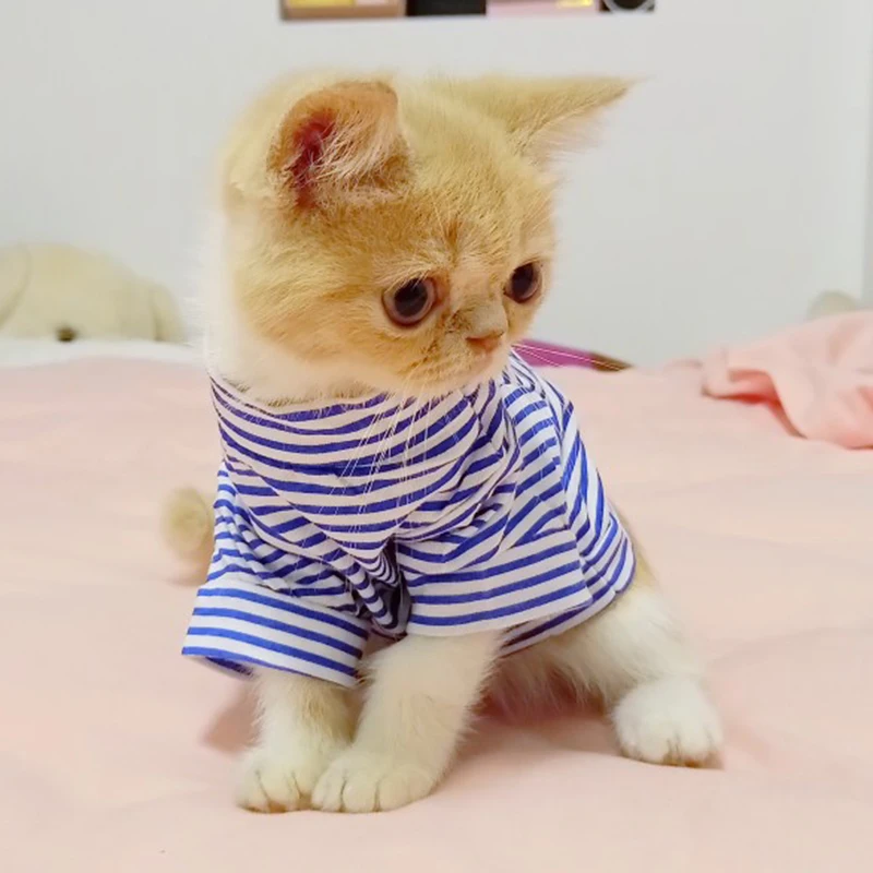 Detalle de las rayas del chaleco para gato