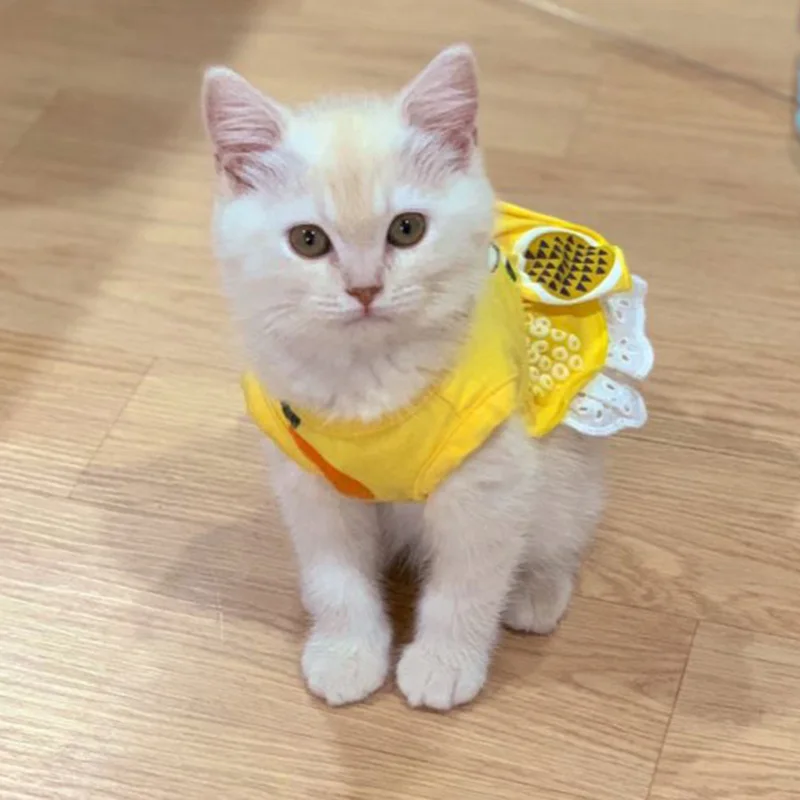 Ejemplo de gato usando el vestido en interior