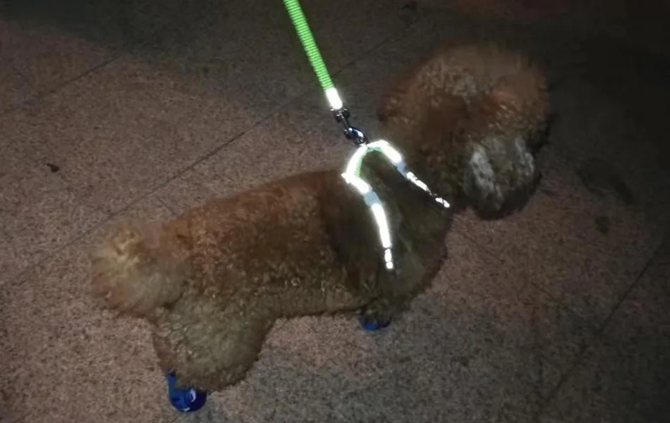 Cachorro con correa brillante