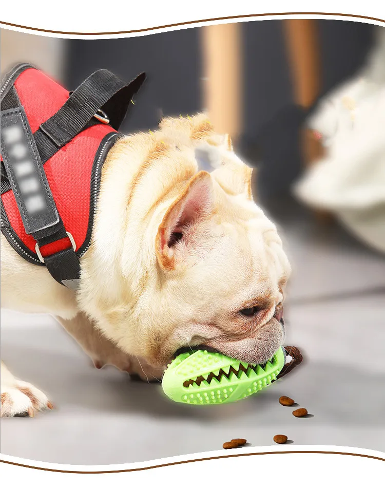 Perro jugando con pelota de goma
