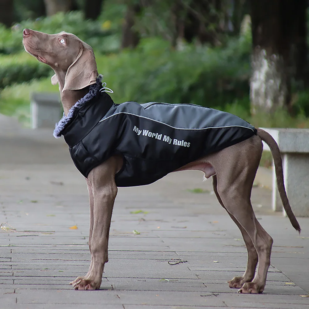 Abrigo puesto en un labrador caminando bajo lluvia ligera