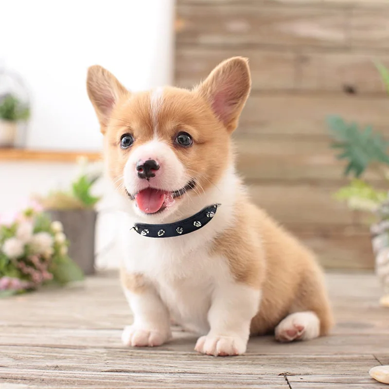 Collar Benepaw visto de frente