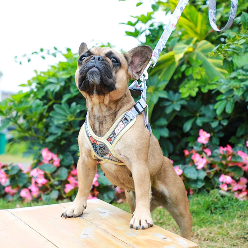 Correa para perros
