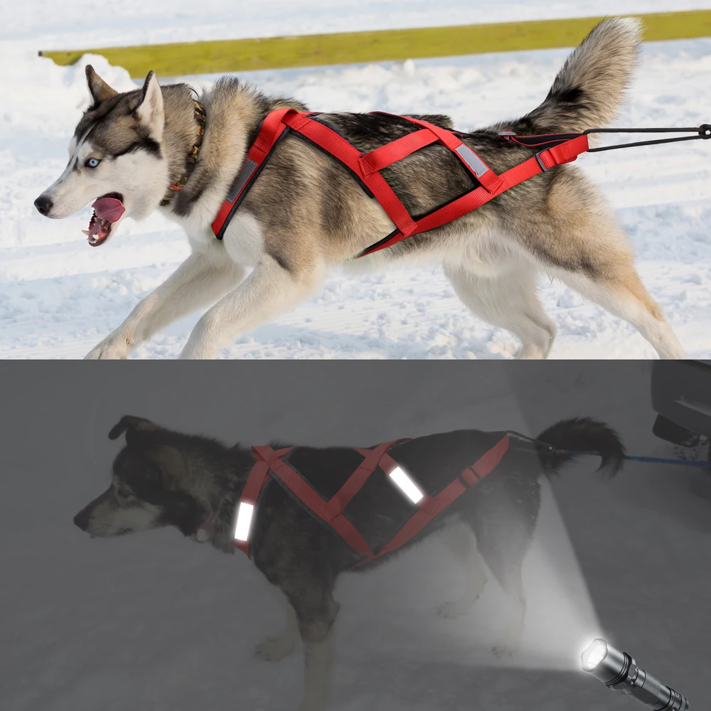 Perro usando arnés en actividad