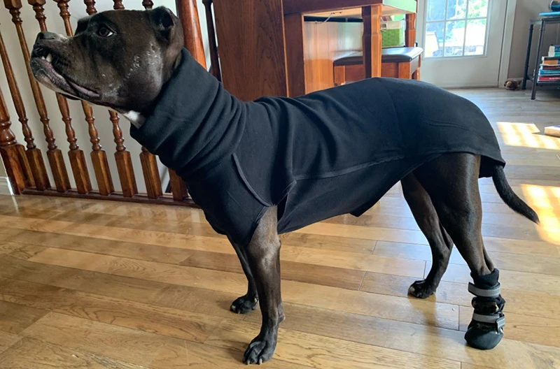 Chaqueta puesta en un pitbull gris mostrando el cuello alto y el ajuste en el pecho