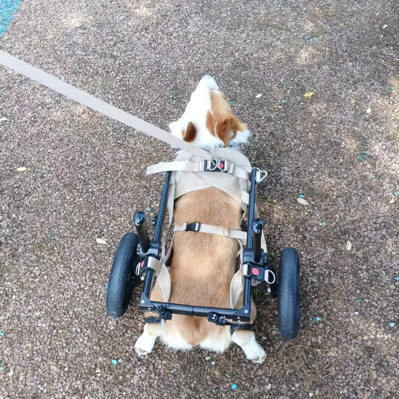 Silla de ruedas para perros con soporte trasero, ajustable y ligera