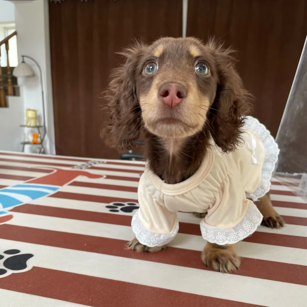 Variaciones del vestido en distintos perros