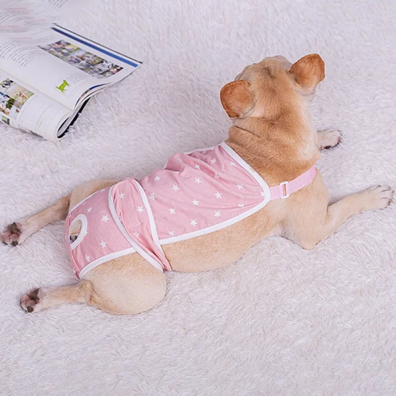 Perro pequeño con pañal sanitario puesto