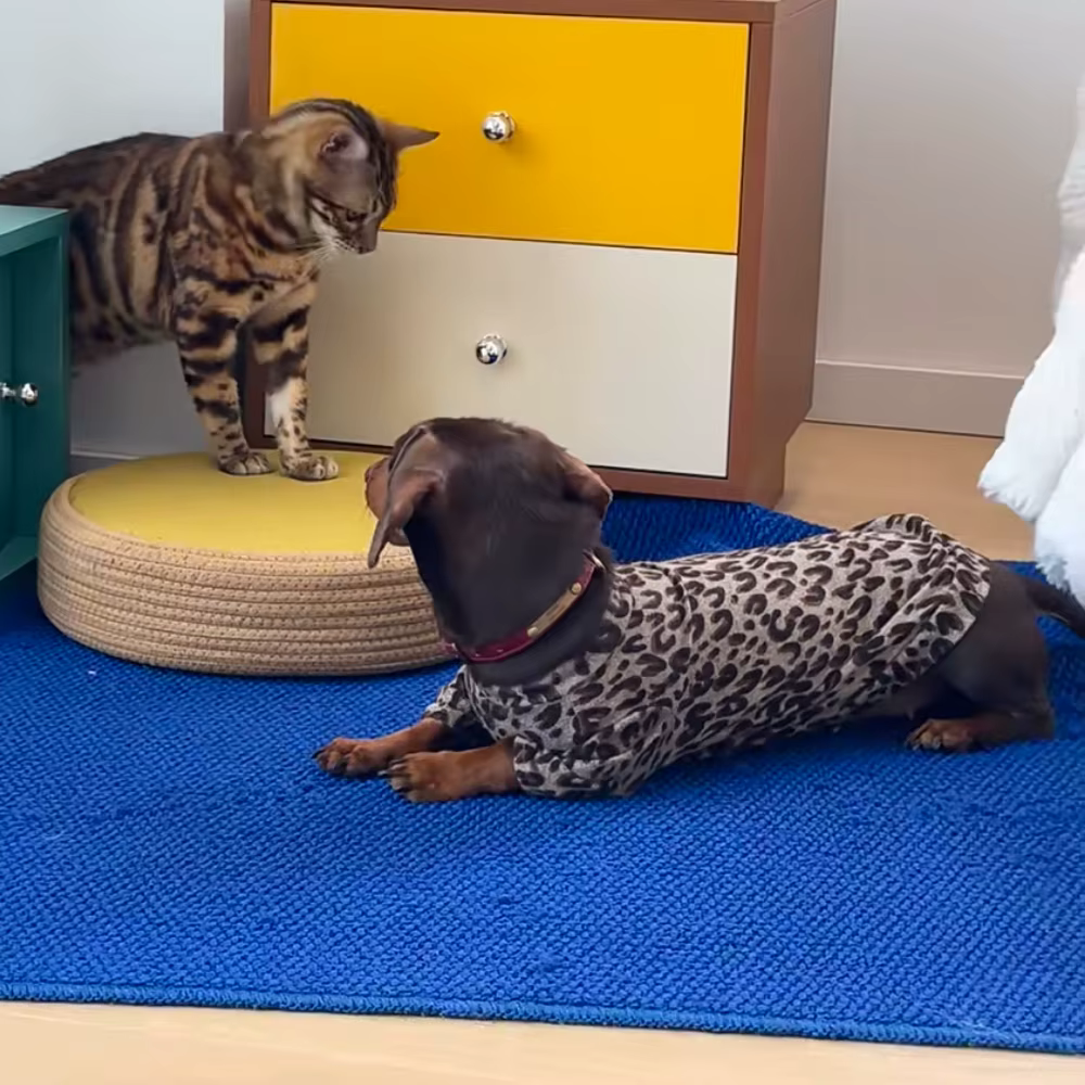 Abrigo suave leopardo para perros salchicha Dachshund, manga larga