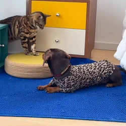 Abrigo suave leopardo para perros salchicha Dachshund, manga larga