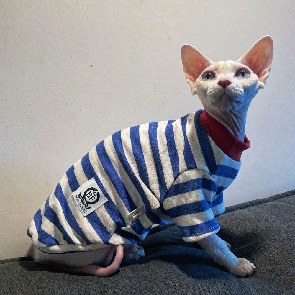 Gato Sphynx con camiseta divertida