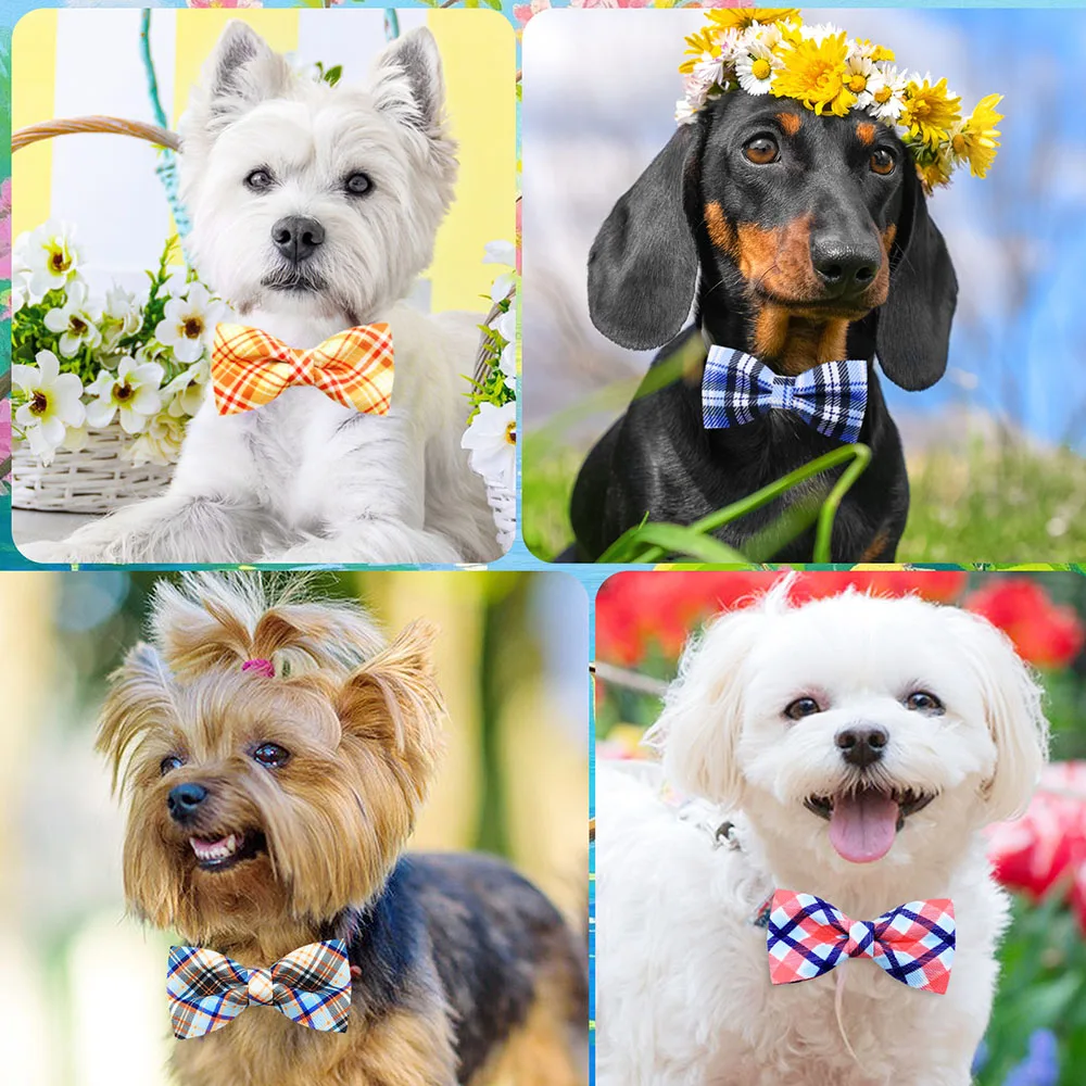 Pajaritas extraíbles para collar