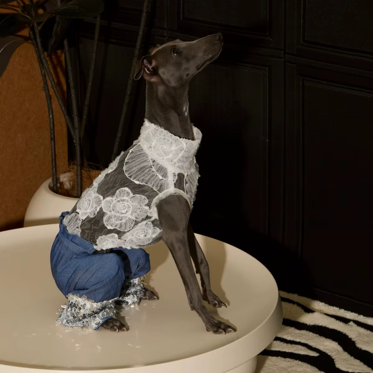 Mono vaquero con encaje floral transpirable para perritas, Whippet - imagen 4