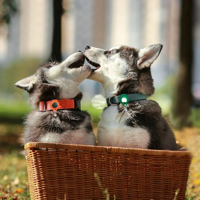 Funda AirTag visible en collar de gato doméstico