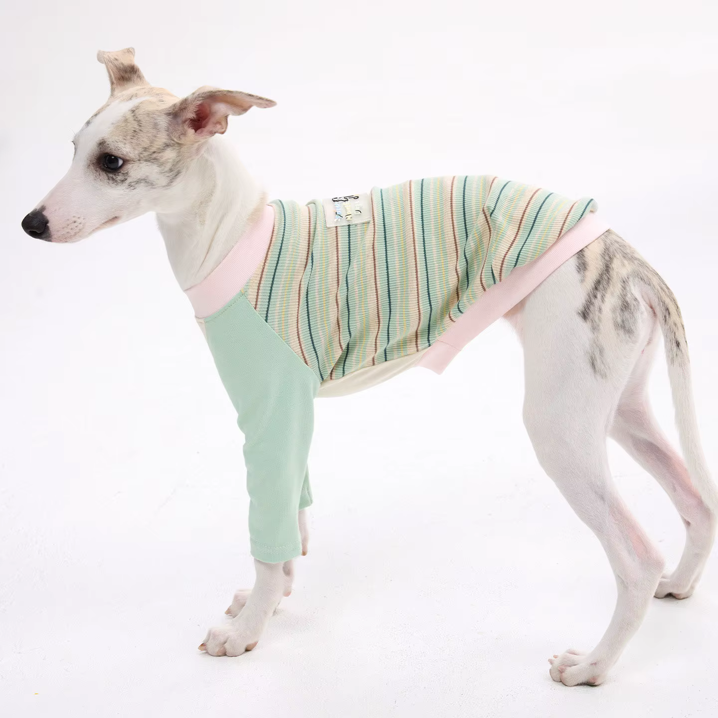 Camiseta algodón para Whippet y Galgo Italiano – Rayas primavera-verano - imagen 4