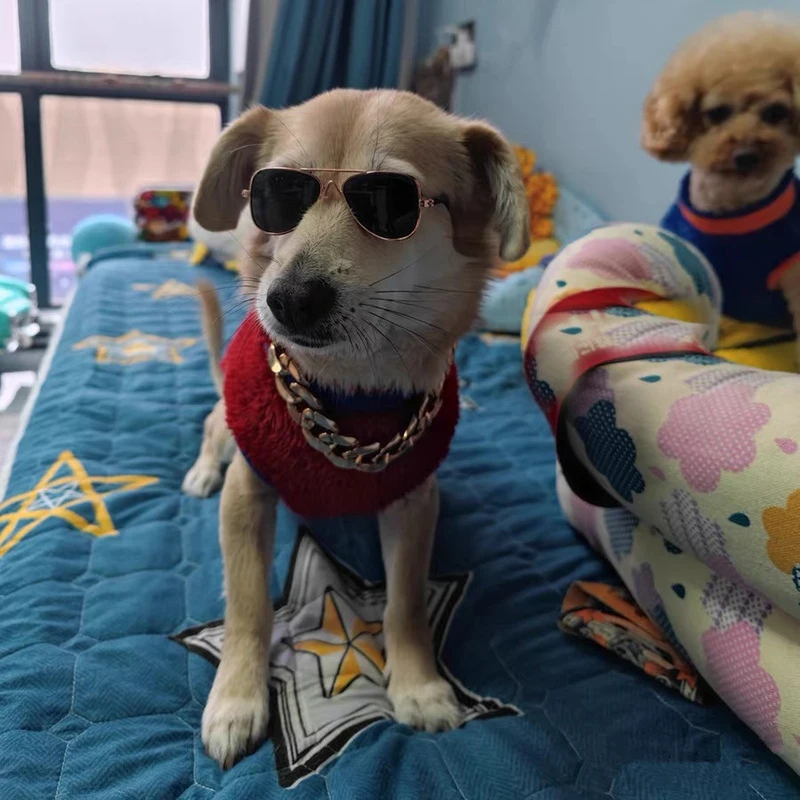Gafas de sol para mascota en miniatura