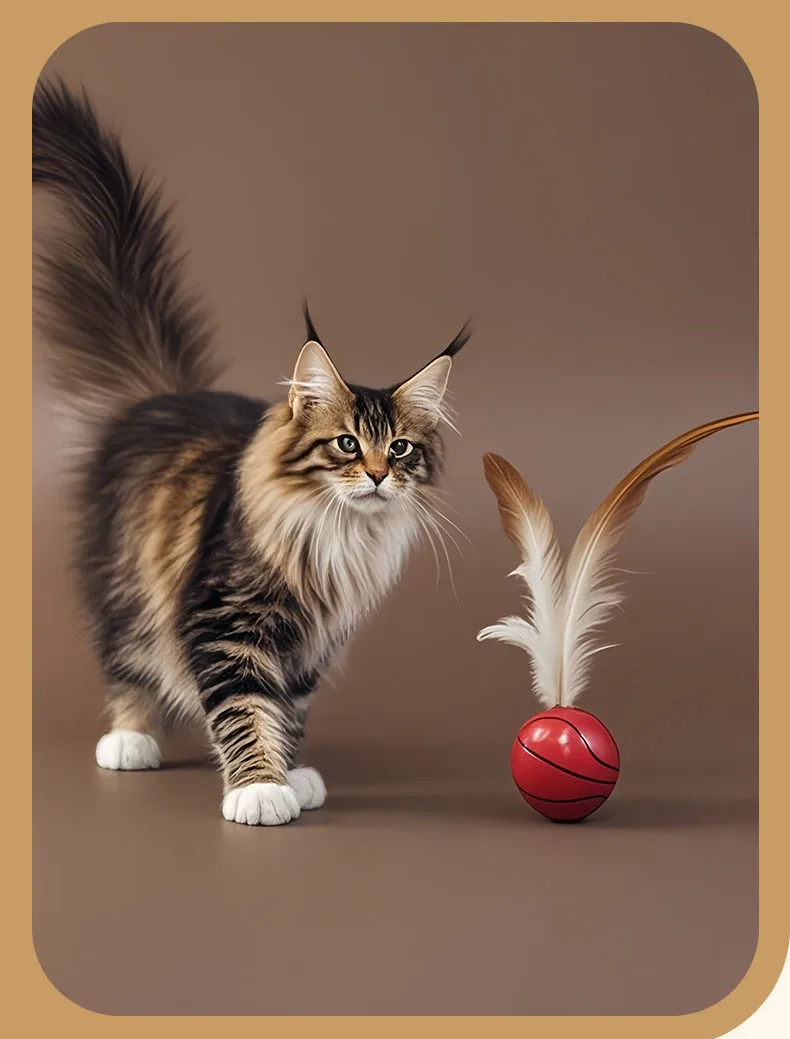 Pelota de juego molar para gatos en mano