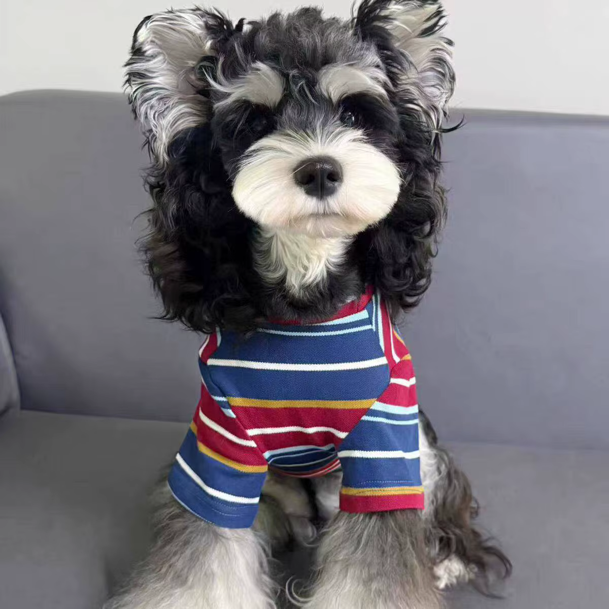 Camiseta de verano para cachorros