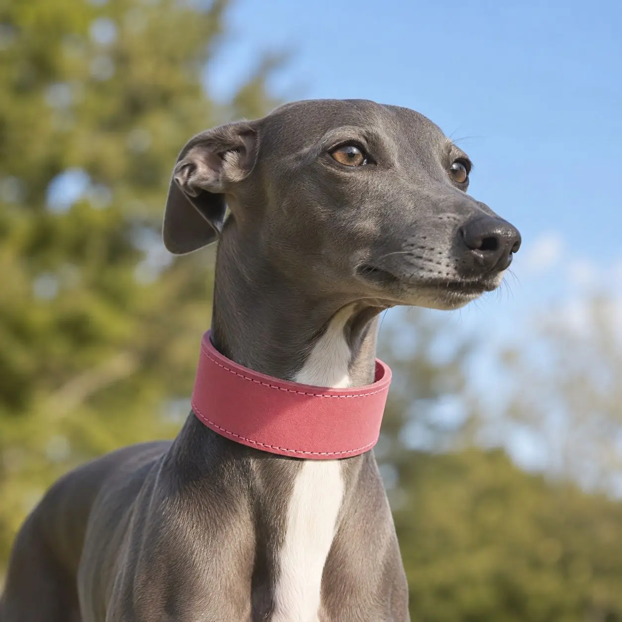 Collar de cuero ajustable y resistente para perros medianos y grandes