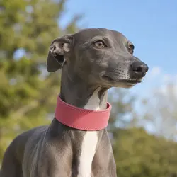 Collar de cuero ajustable y resistente para perros medianos y grandes