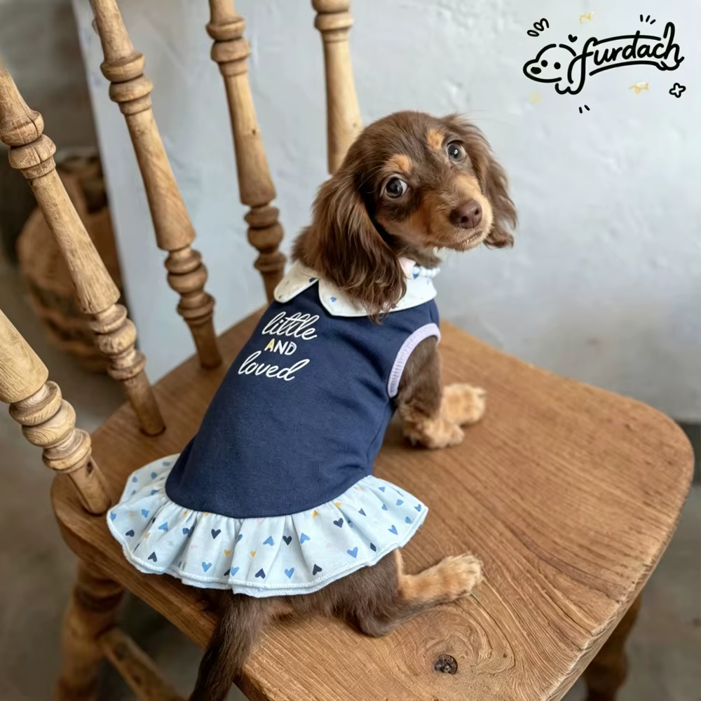 Vestido de algodón para perro salchicha con cuello y falda azul - imagen 5