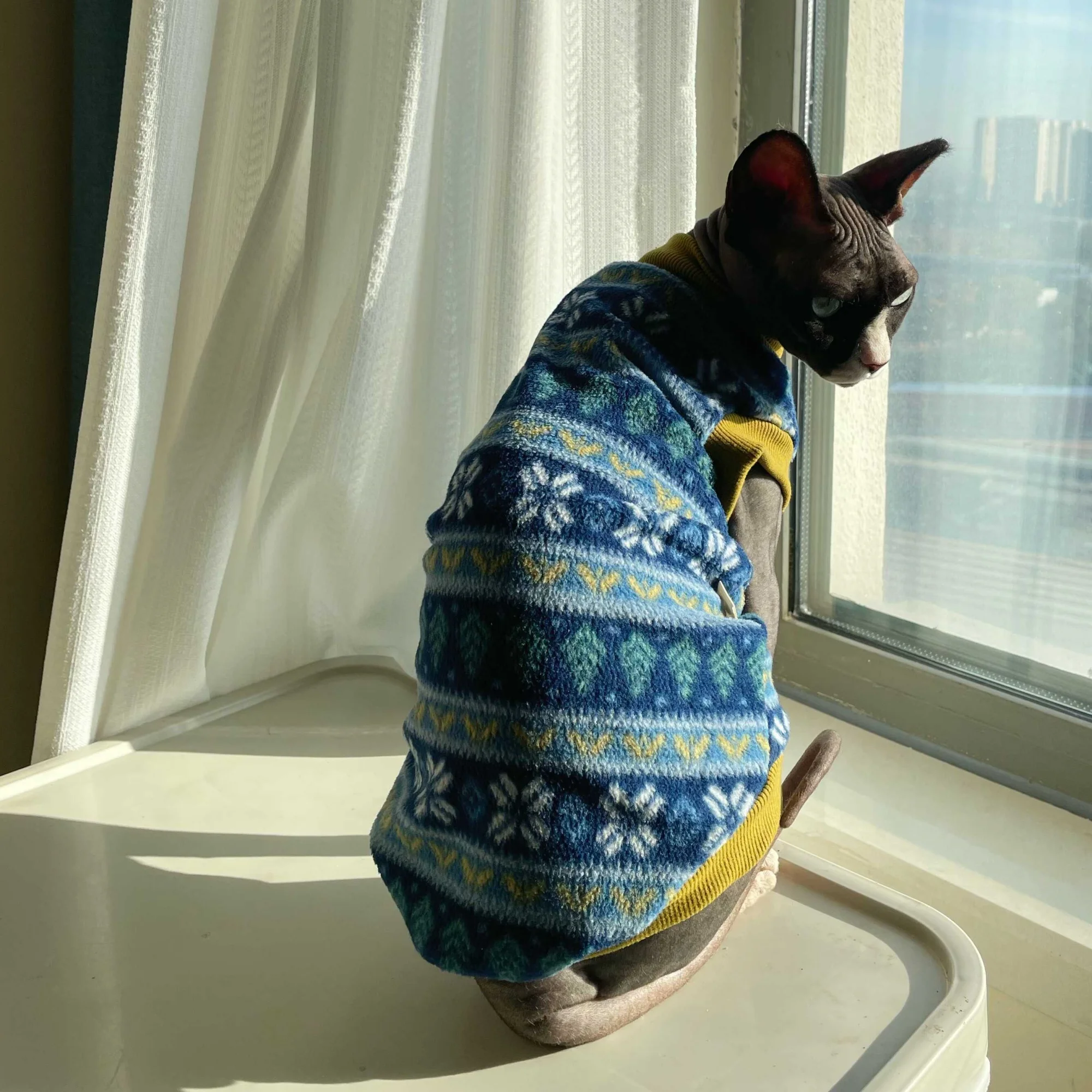 Gato descansando con la sudadera